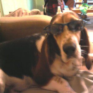 Meet your Posher, Donna